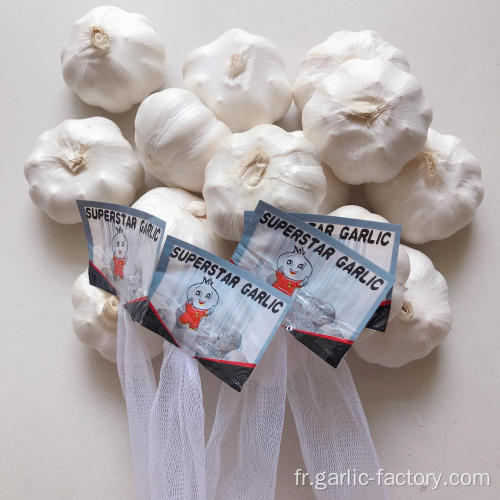 Certifié GAP KOSHER HALAL GARLIC AJO Garlic